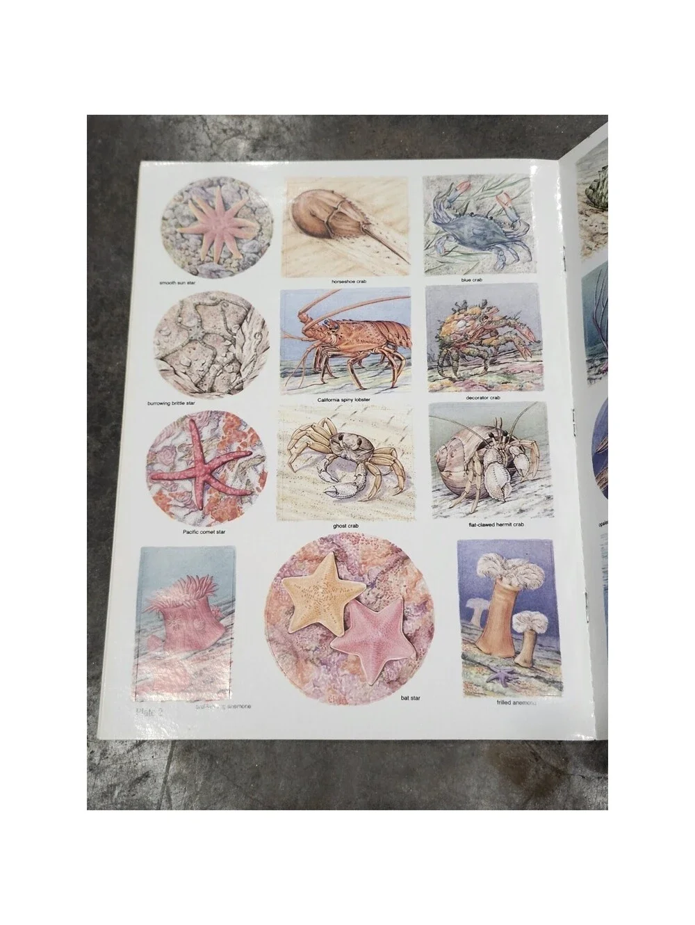 SEA LIFE STICKERS IN FULL COLOR: 48 PRESSURE-SENSITIVE By Valerie Kells